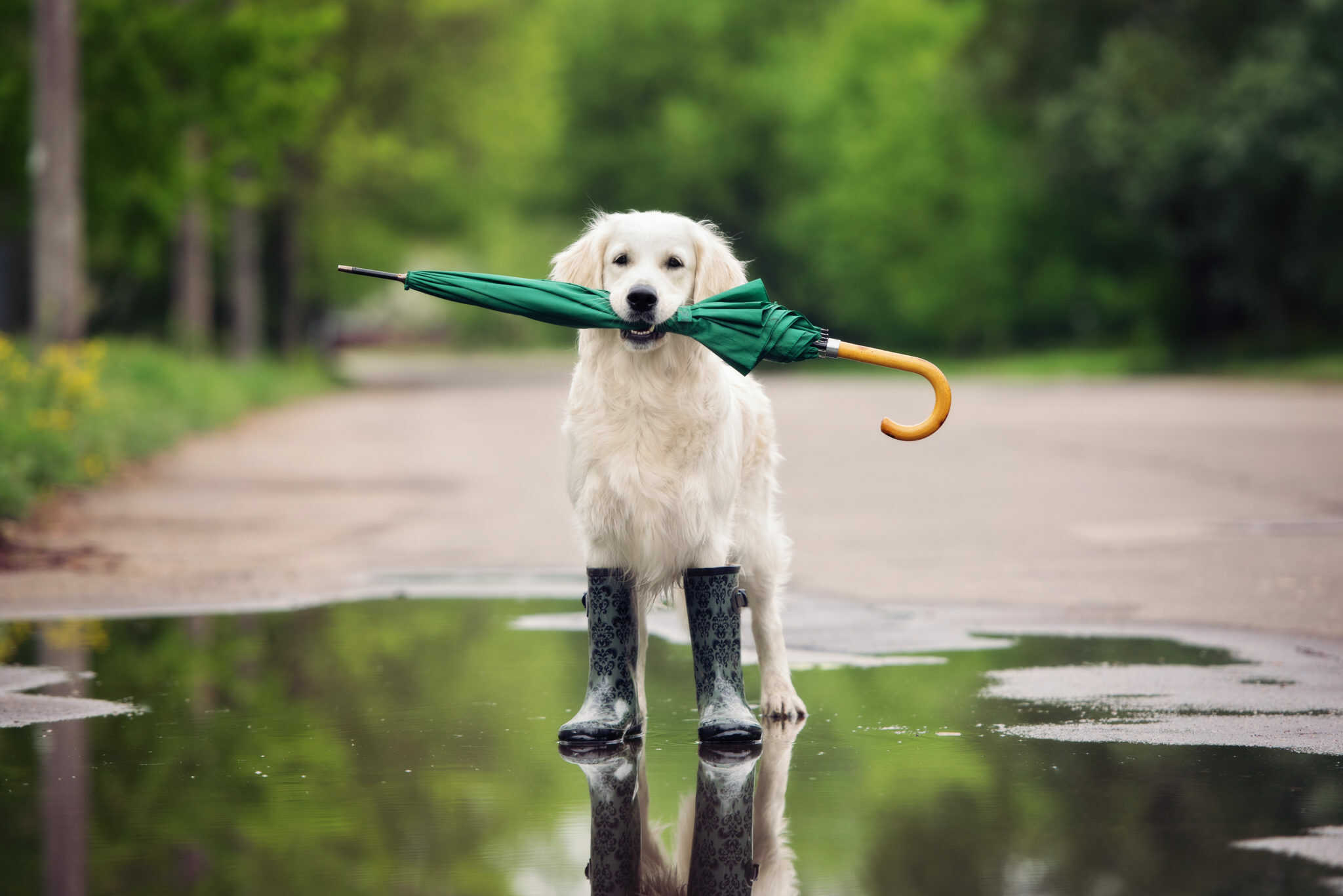 Umbrella Insurance